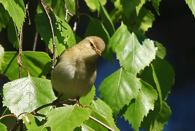 25 maj 2009